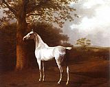 White Horse in Pasture by Jacques Laurent Agasse